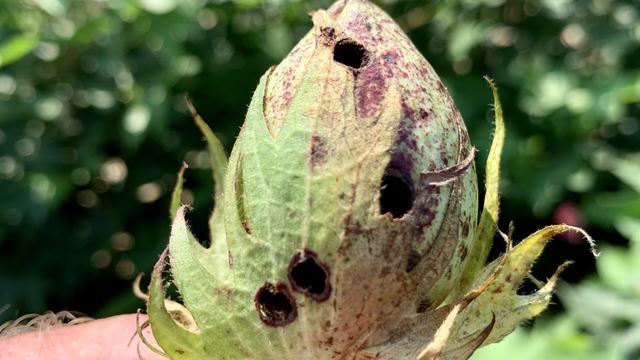 Boll with holes from bollworm