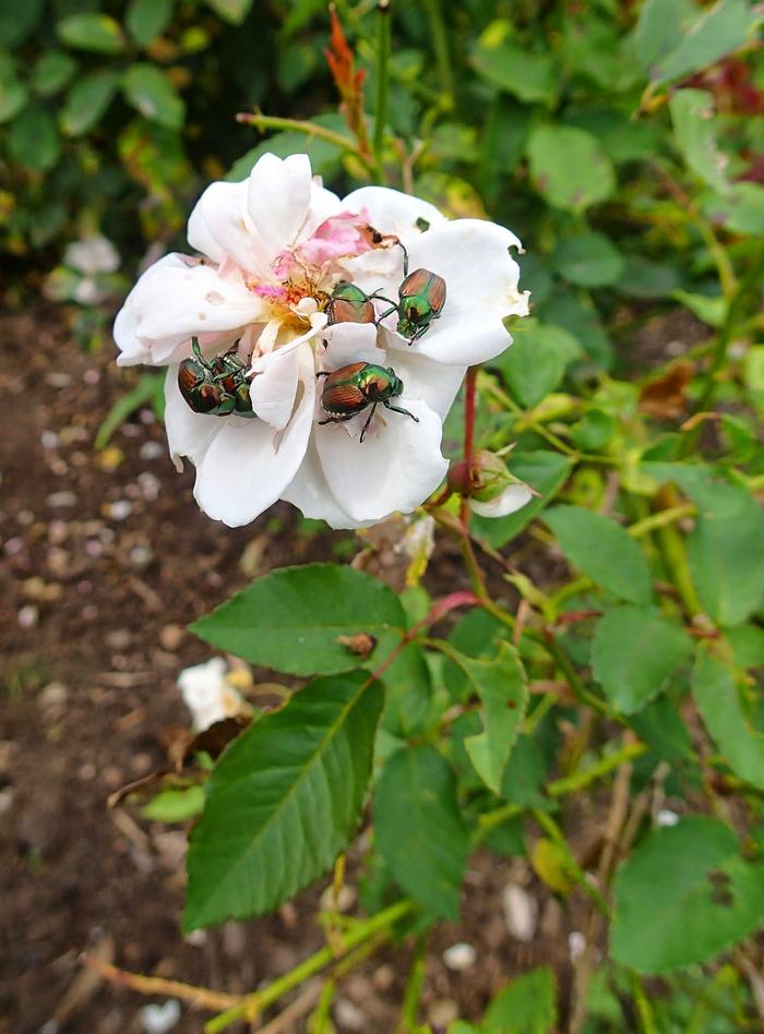 Japanese Beetle Damage