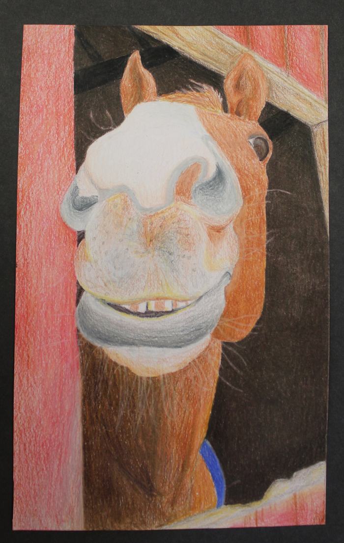 Horse head peeking from stable doorway, large white muzzle and visible teeth