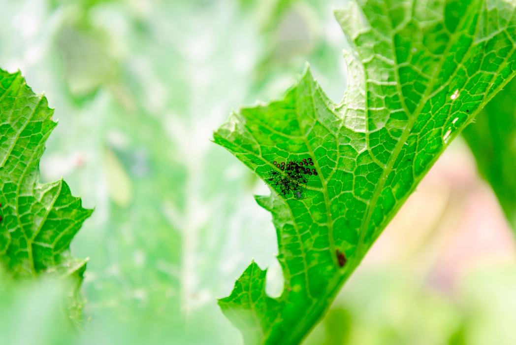 Squash bug adult often lays eggs in clusters on the underside of leaves. In the photo, young squash bug nymphs emerge from their eggs. Photo: Krista Smith