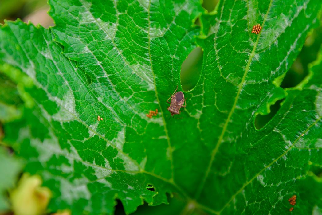 Squash bug adult lays eggs in clusters on a zucchini leaf. Photo: Krista Smith