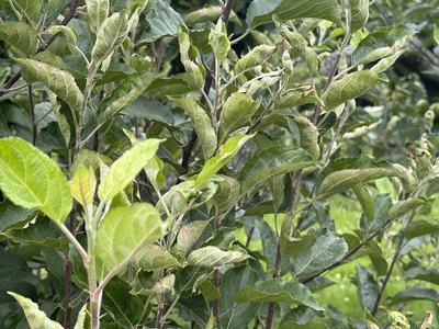 Powdery Mildew on Rome Beauty