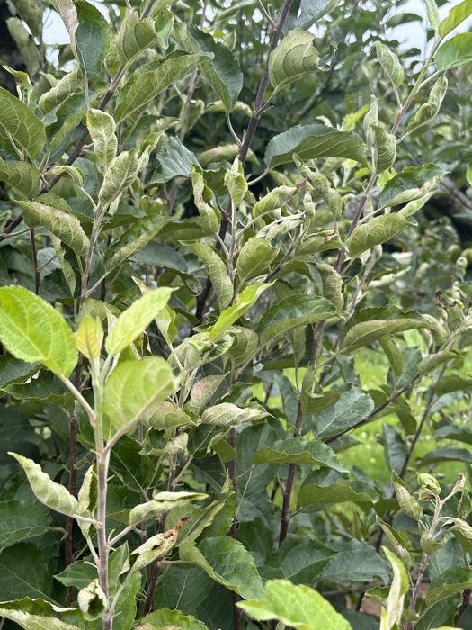 Powdery Mildew on Rome Beauty