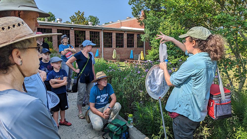 learning how to net bumble bees
