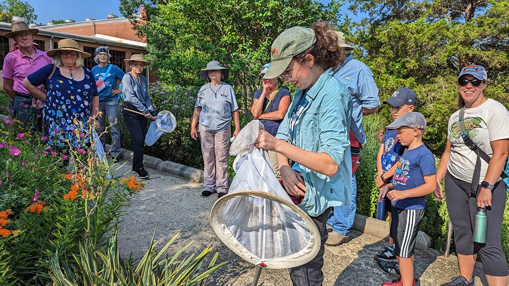 learning how to net bees