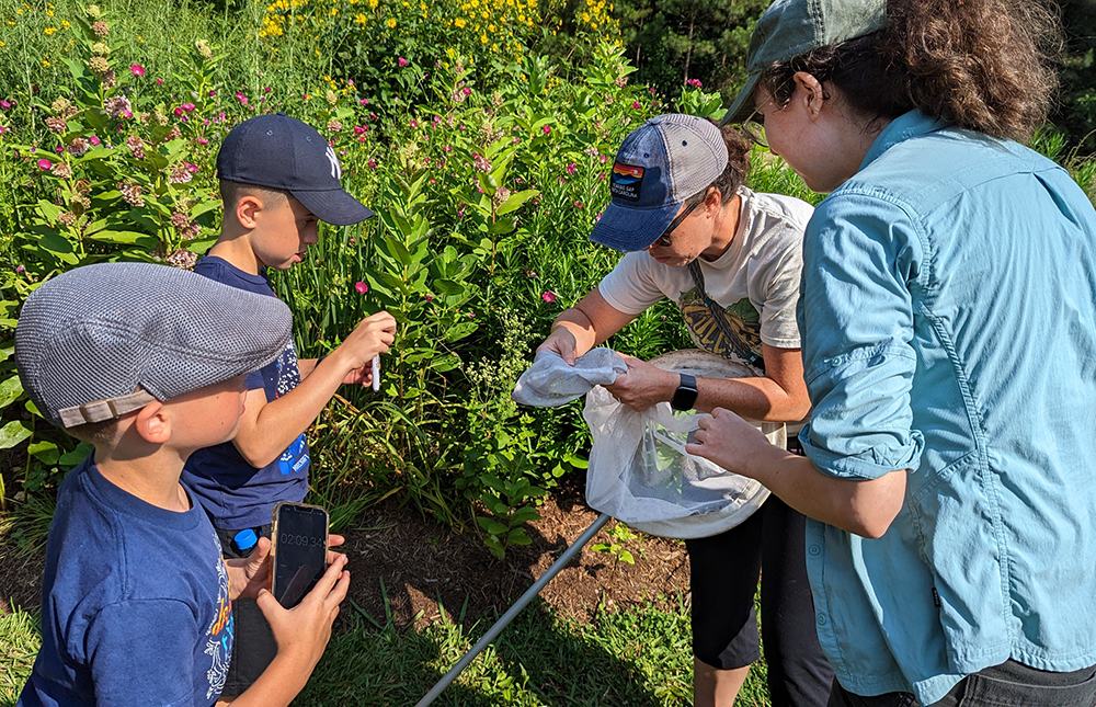 practicing capturing bumble bees