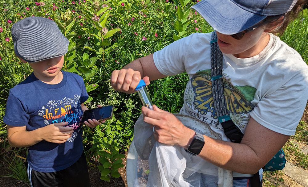 Collecting bumble bees.