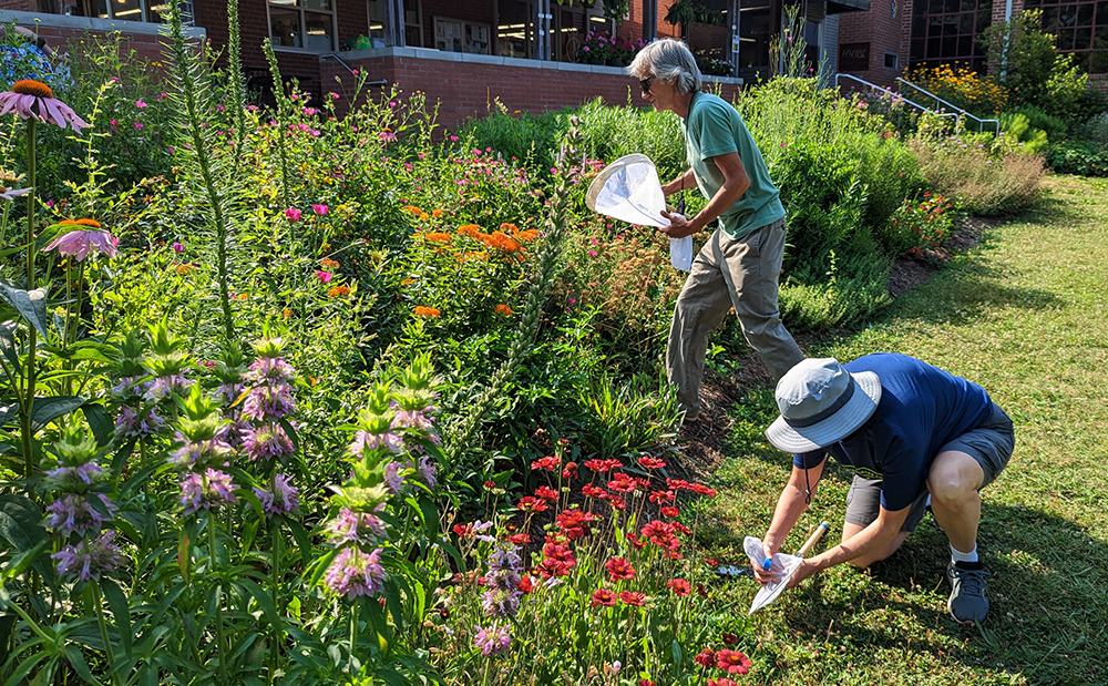 participants practice netting bumble bees