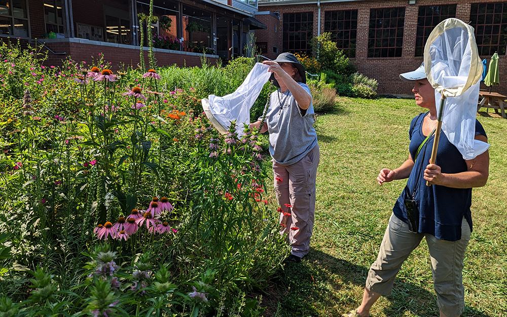 practicing netting bumble bees
