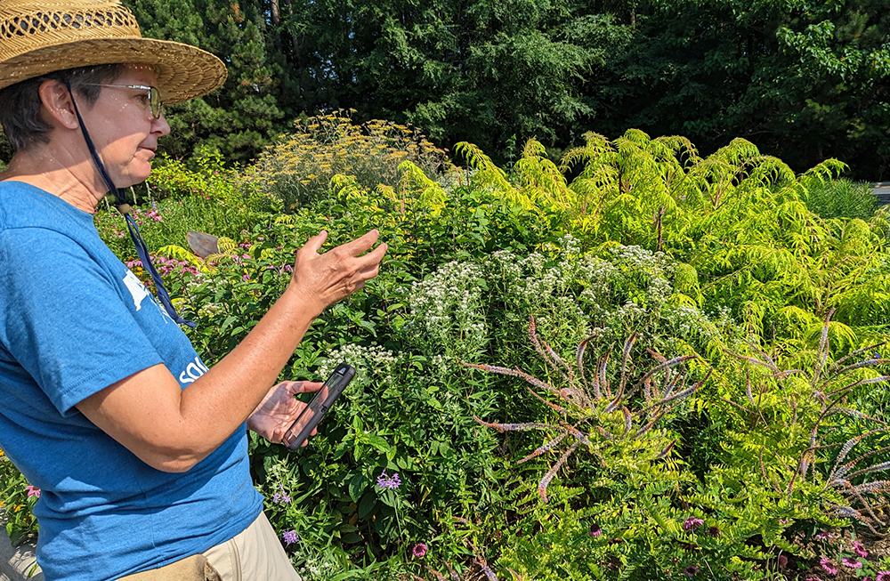 Observing bees on flowers