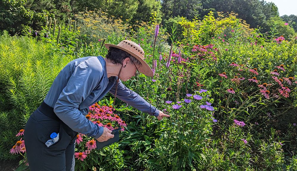 Observing bees on flowers