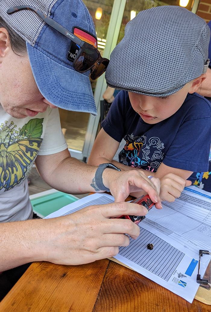 taking photos of the captured bees