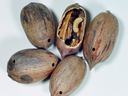 Five pecan shells, one split open showing a cream-colored caterpillar-like larva inside