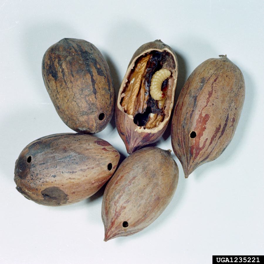 Pecan weevil larva and damage