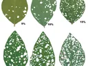 Leaves at varying stages of destruction