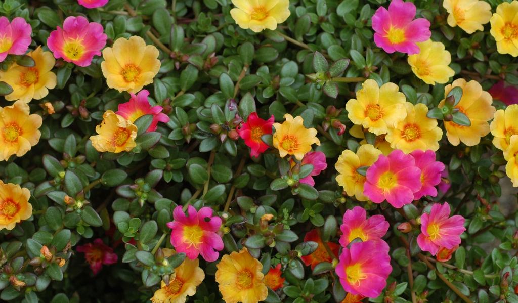 Plant Spotlight: Moss Rose - Wayne County Center | N.C. Cooperative  Extension