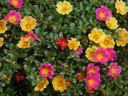 Portulaca