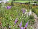 Ranger Station Pollinator Garden in bloom