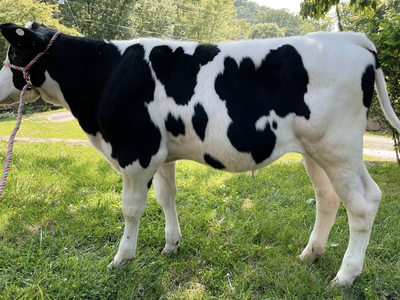 Holstein calf wearing a rope halter standing on grass near bushes