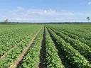 hertford county cotton