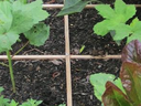 Square Foot Gardening