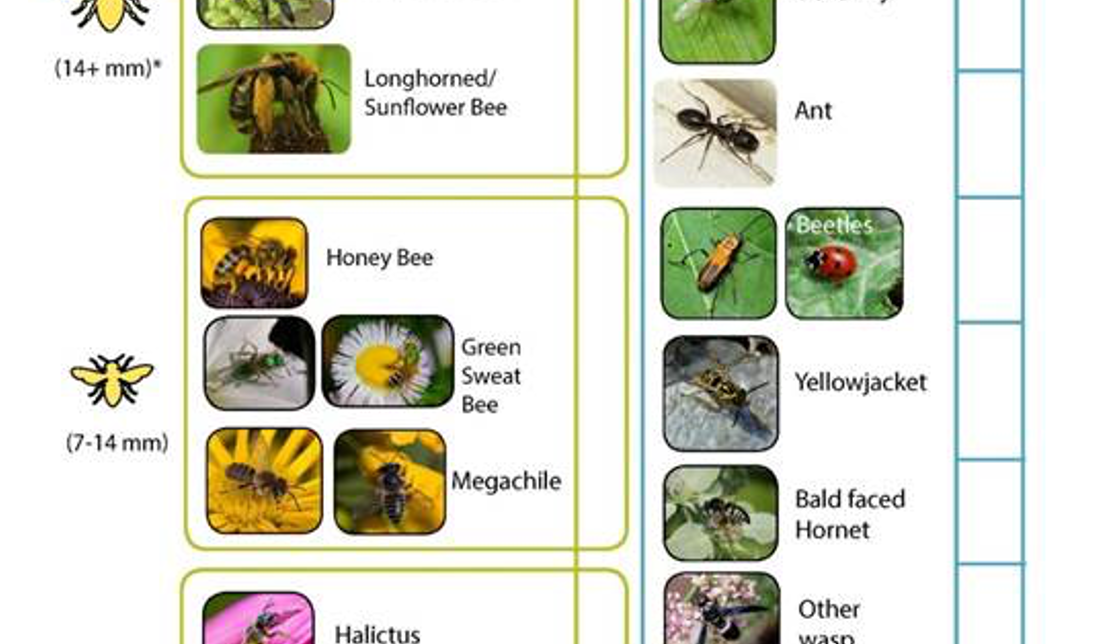 Pollinator Insects List The Pollinator Checklist: A Simple Community Science Tool From NC State ...