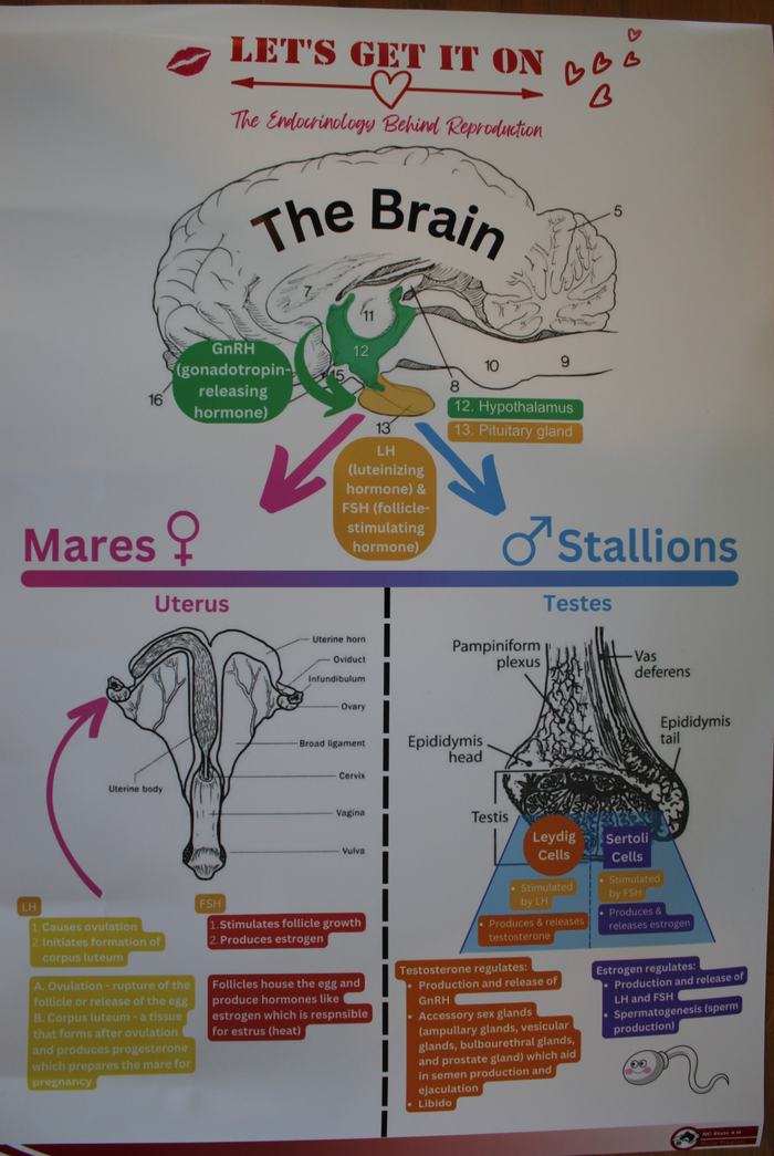 LET'S GET IT ON poster: "The Brain" diagram and labeled reproductive systems for Mares and Stallions