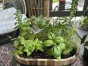 container garden