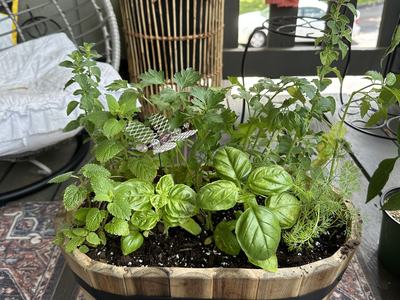 container garden