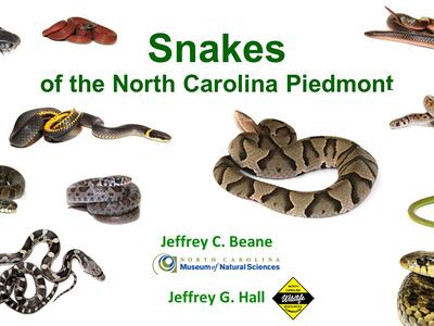 Title Slide for Presentation