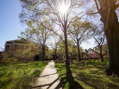 Trees along sidewalk with shadows