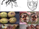 weevils and pecans