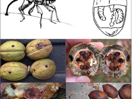 weevils and pecans