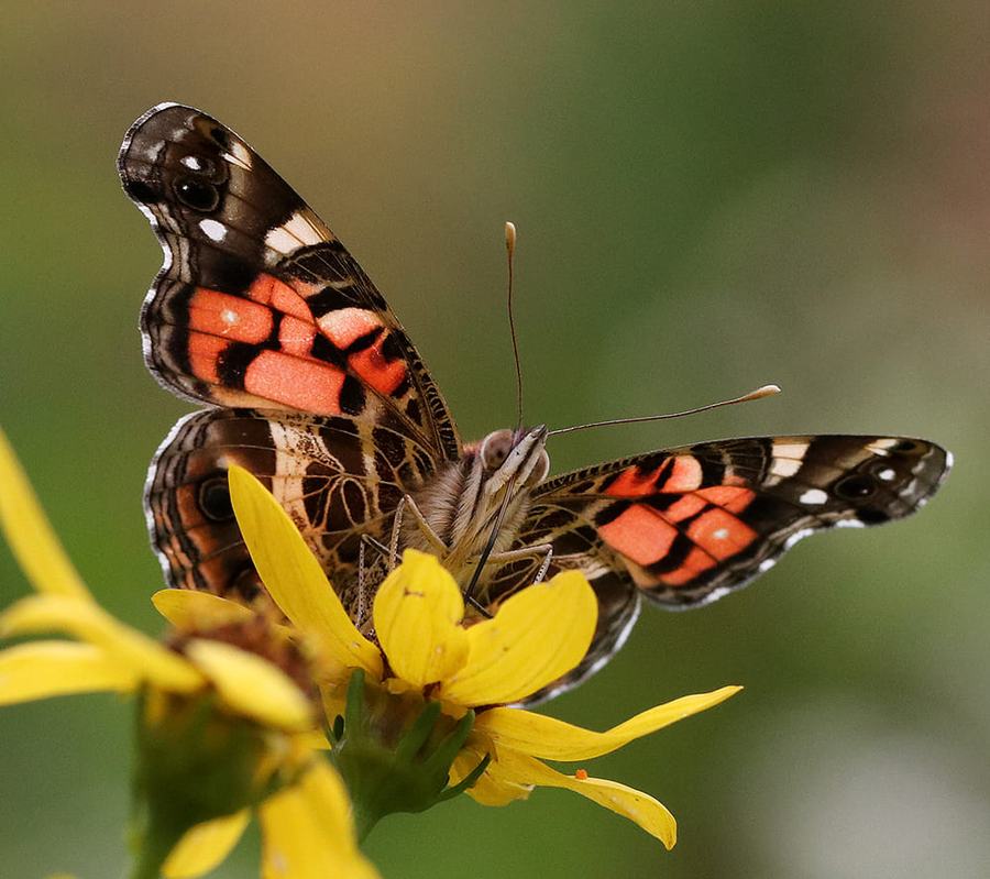 American lady butterfly on whorled tickseed