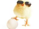 Biosecurity Chick
