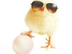 Biosecurity Chick