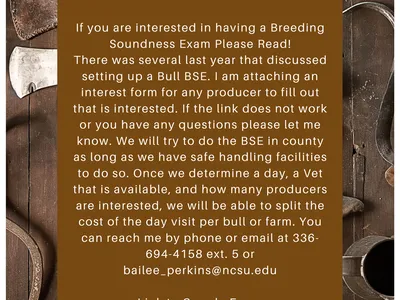 Bull BSE Interest