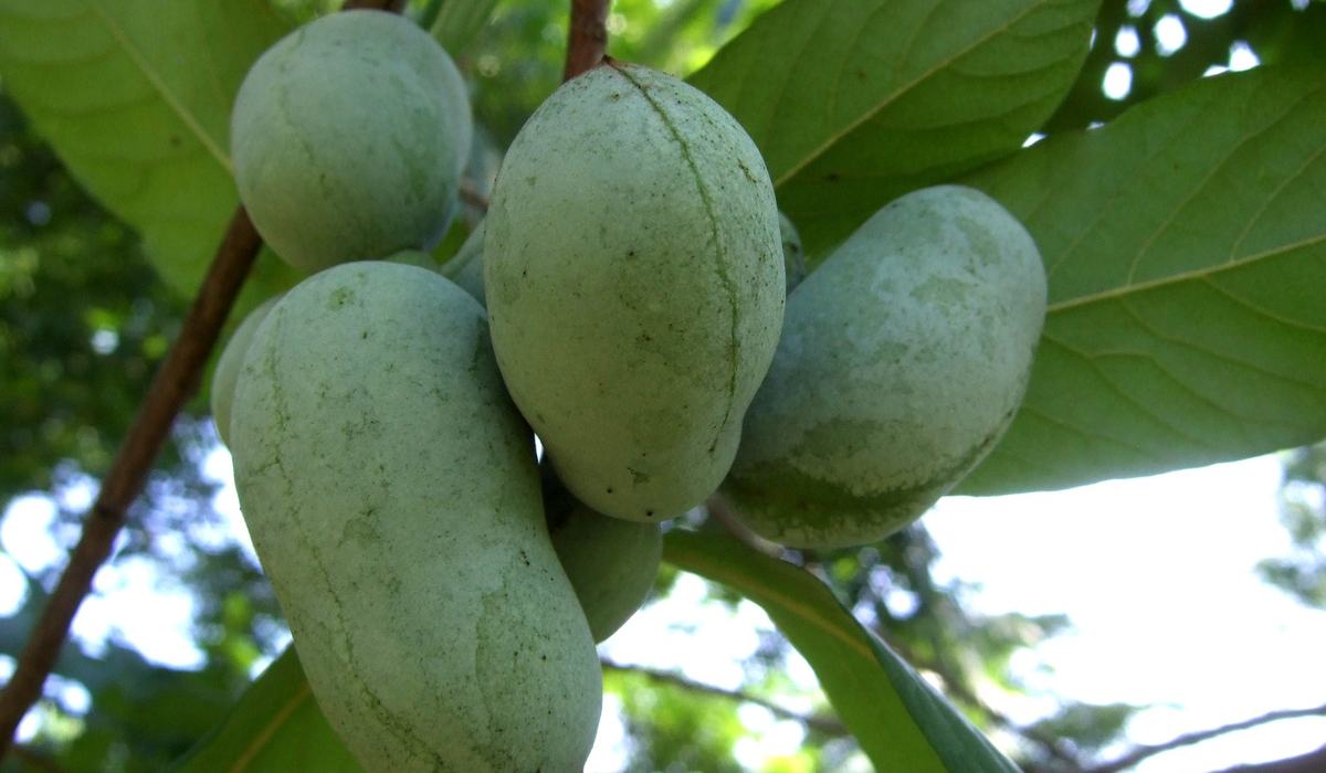 Peewa Native Tropical Fruit: Do You Have a Pawpaw Patch? - Lee County Center ...