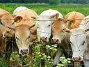 Five tagged cows crowded at a wire fence eating wildflowers