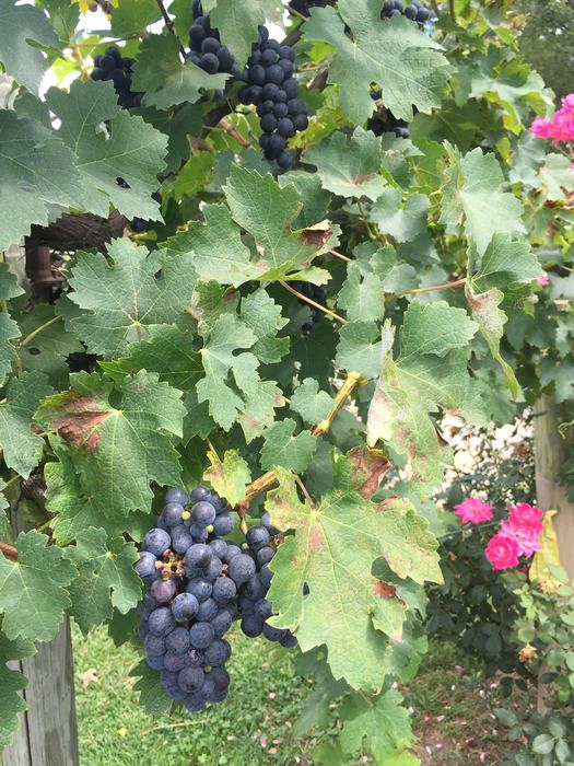 grapes