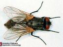 house fly