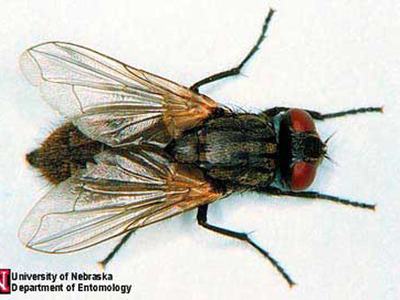 house fly
