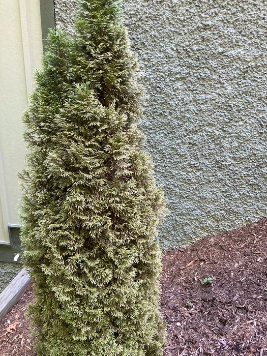 spider mites on a conifer