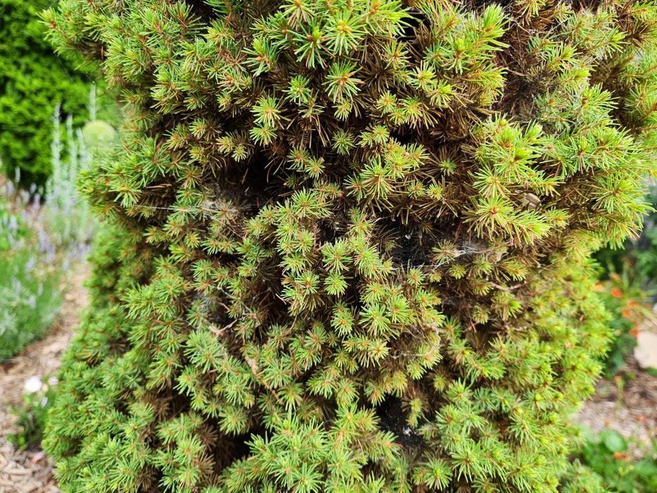 spider mites on a conifer