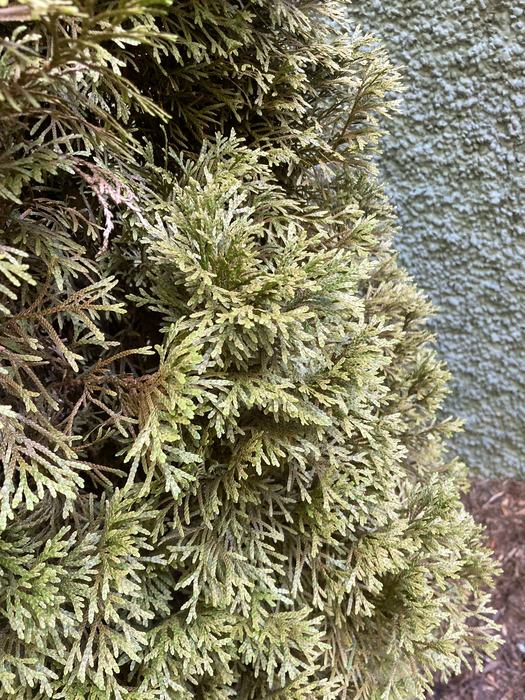 spider mites on a conifer