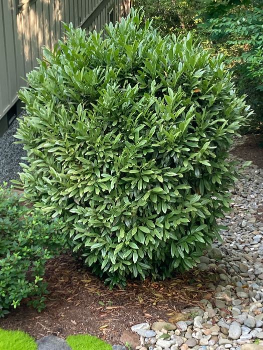 spider mites on a broadleaf plant