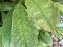 spider mites on a broadleaf plant