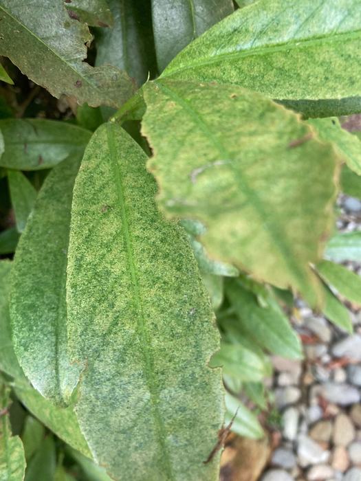spider mites on a broadleaf plant