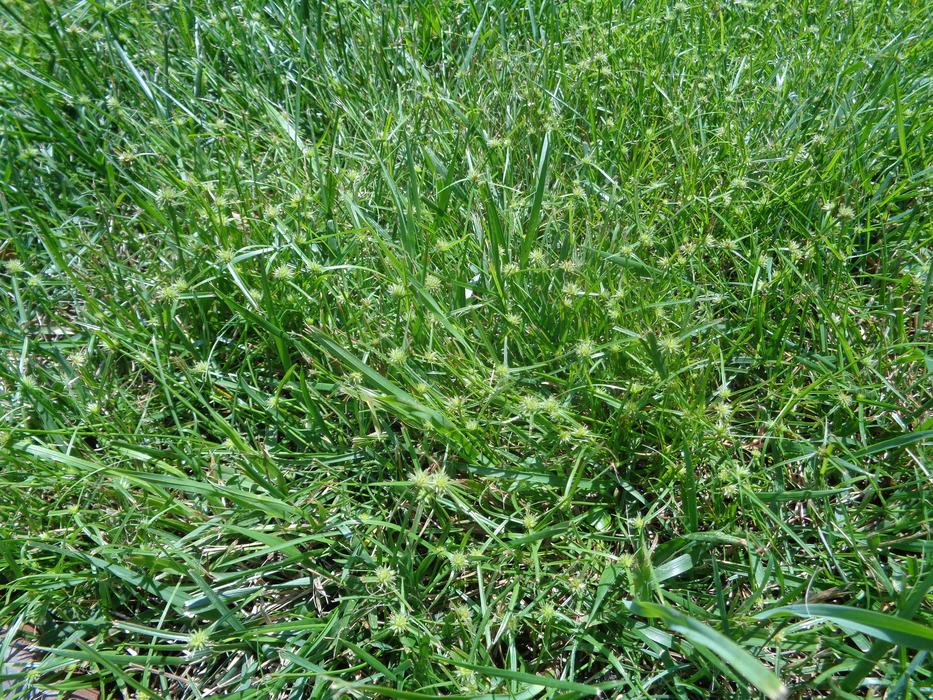 kyllinga in fescue