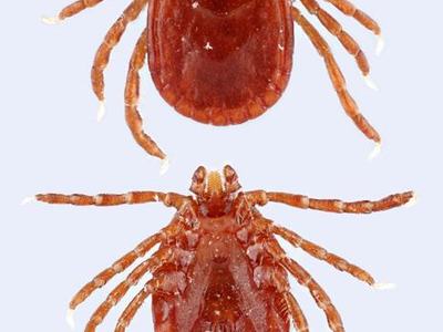 Asian Longhorned Tick photo taken by Matt Bertone